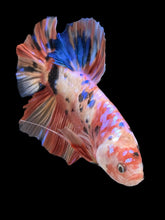 Load image into Gallery viewer, GIANT Male Halfmoon Plakat - Multicolor #956 - Live Betta Fish
