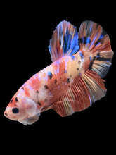 Load image into Gallery viewer, GIANT Male Halfmoon Plakat - Multicolor #956 - Live Betta Fish
