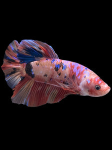 GIANT Male Halfmoon Plakat - Multicolor #956 - Live Betta Fish