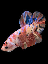 Load image into Gallery viewer, GIANT Male Halfmoon Plakat - Multicolor #956 - Live Betta Fish
