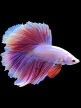 Load image into Gallery viewer, Male Rosetail - Purple #957 - Live Betta Fish
