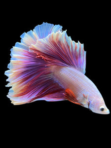 Male Rosetail - Purple #957 - Live Betta Fish