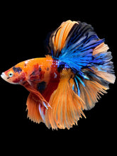 Load image into Gallery viewer, Male Halfmoon - Galaxy #958 - Live Betta Fish
