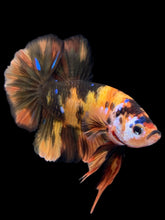 Load image into Gallery viewer, GIANT Male Halfmoon Plakat - Galaxy #959 - Live Betta Fish
