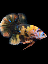 Load image into Gallery viewer, GIANT Male Halfmoon Plakat - Galaxy #959 - Live Betta Fish
