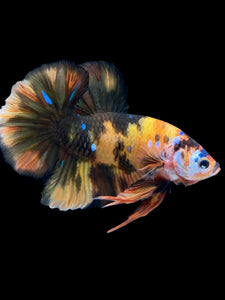 GIANT Male Halfmoon Plakat - Galaxy #959 - Live Betta Fish
