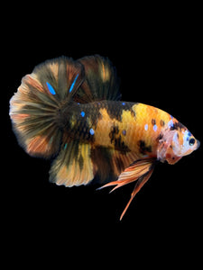 GIANT Male Halfmoon Plakat - Galaxy #959 - Live Betta Fish