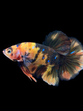 Load image into Gallery viewer, GIANT Male Halfmoon Plakat - Galaxy #959 - Live Betta Fish
