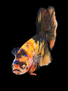 GIANT Male Halfmoon Plakat - Galaxy #959 - Live Betta Fish