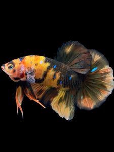GIANT Male Halfmoon Plakat - Galaxy #959 - Live Betta Fish