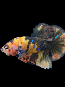 GIANT Male Halfmoon Plakat - Galaxy #959 - Live Betta Fish