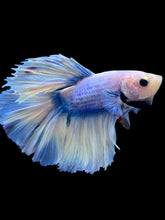 Load image into Gallery viewer, Male Rosetail - Blue Marble #960 - Live Betta Fish
