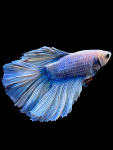 Male Rosetail - Blue Marble #960 - Live Betta Fish