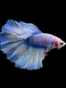 Male Rosetail - Blue Marble #960 - Live Betta Fish