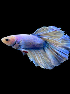Male Rosetail - Blue Marble #960 - Live Betta Fish