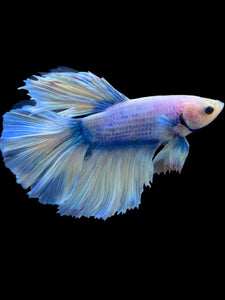 Male Rosetail - Blue Marble #960 - Live Betta Fish