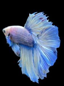 Male Rosetail - Blue Marble #960 - Live Betta Fish