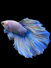 Load image into Gallery viewer, Male Rosetail - Blue Marble #960 - Live Betta Fish
