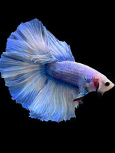 Load image into Gallery viewer, Male Rosetail - Blue Marble #960 - Live Betta Fish
