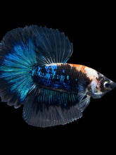 Load image into Gallery viewer, Male Halfmoon - Blue Avatar #961 - Live Betta Fish
