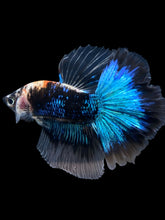 Load image into Gallery viewer, Male Halfmoon - Blue Avatar #961 - Live Betta Fish
