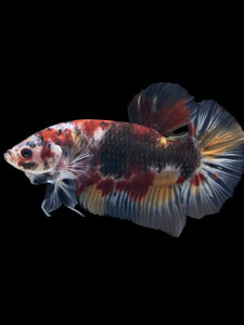GIANT Male Halfmoon Plakat - Galaxy #962 - Live Betta Fish