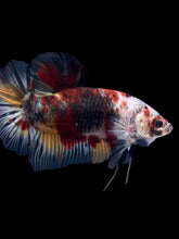 Load image into Gallery viewer, GIANT Male Halfmoon Plakat - Galaxy #962 - Live Betta Fish
