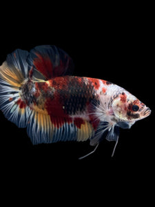 GIANT Male Halfmoon Plakat - Galaxy #962 - Live Betta Fish