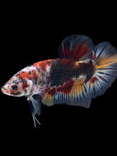 Load image into Gallery viewer, GIANT Male Halfmoon Plakat - Galaxy #962 - Live Betta Fish
