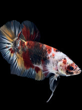 Load image into Gallery viewer, GIANT Male Halfmoon Plakat - Galaxy #962 - Live Betta Fish
