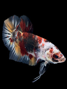 GIANT Male Halfmoon Plakat - Galaxy #962 - Live Betta Fish