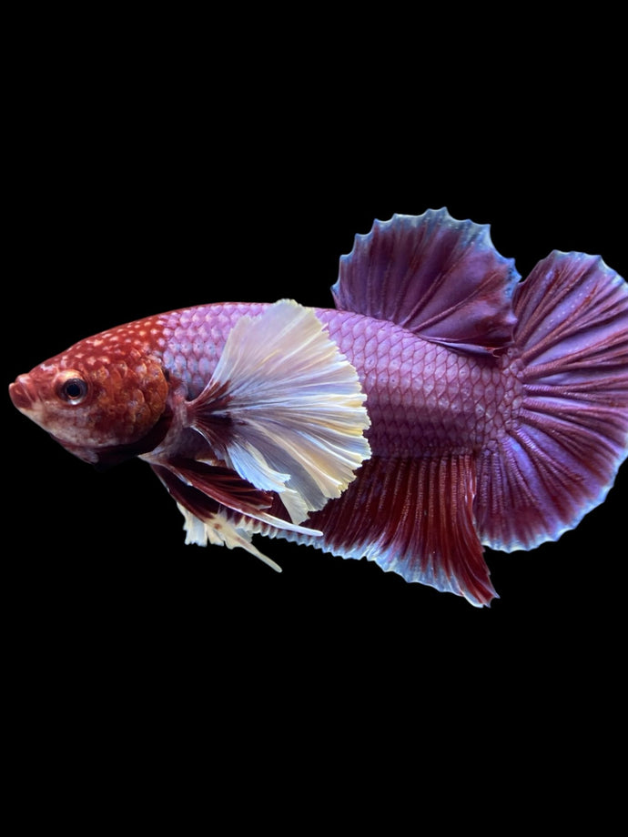 GIANT Male Halfmoon Plakat - Lavender Dumbo #963 - Live Betta Fish