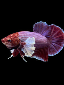 GIANT Male Halfmoon Plakat - Lavender Dumbo #963 - Live Betta Fish