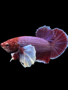 GIANT Male Halfmoon Plakat - Lavender Dumbo #963 - Live Betta Fish