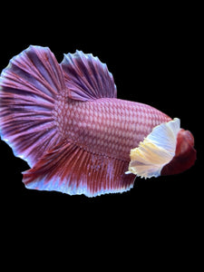 GIANT Male Halfmoon Plakat - Lavender Dumbo #963 - Live Betta Fish