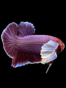GIANT Male Halfmoon Plakat - Lavender Dumbo #963 - Live Betta Fish