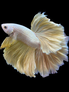 Male Rosetail - Super Gold #965 - Live Betta Fish