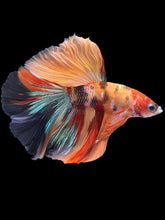 Load image into Gallery viewer, Male Halfmoon - Galaxy #967 - Live Betta Fish
