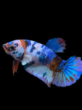 Load image into Gallery viewer, Female Halfmoon Plakat - Candy #969 - Live Betta Fish

