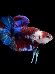 GIANT Male Halfmoon Plakat - Galaxy #970 - Live Betta Fish