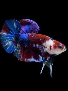 GIANT Male Halfmoon Plakat - Galaxy #970 - Live Betta Fish