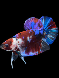 GIANT Male Halfmoon Plakat - Galaxy #970 - Live Betta Fish