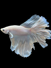 Load image into Gallery viewer, Male Rosetail - White Platinum #971 - Live Betta Fish (NIP TAIL)
