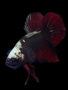 GIANT Male Halfmoon Plakat - Red Davil Avatar #972 - Live Betta Fish