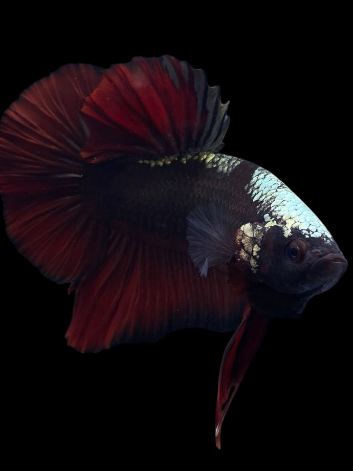 GIANT Male Halfmoon Plakat - Red Davil Avatar #972 - Live Betta Fish