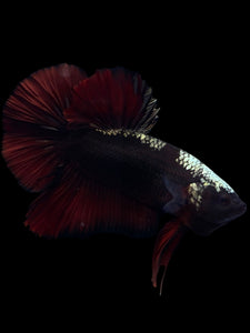 GIANT Male Halfmoon Plakat - Red Davil Avatar #972 - Live Betta Fish