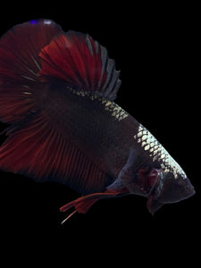 GIANT Male Halfmoon Plakat - Red Davil Avatar #972 - Live Betta Fish