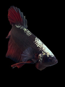 GIANT Male Halfmoon Plakat - Red Davil Avatar #972 - Live Betta Fish