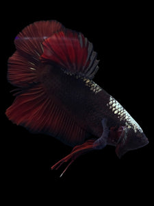 GIANT Male Halfmoon Plakat - Red Davil Avatar #972 - Live Betta Fish