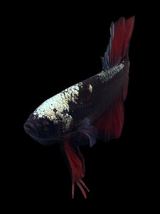 GIANT Male Halfmoon Plakat - Red Davil Avatar #972 - Live Betta Fish